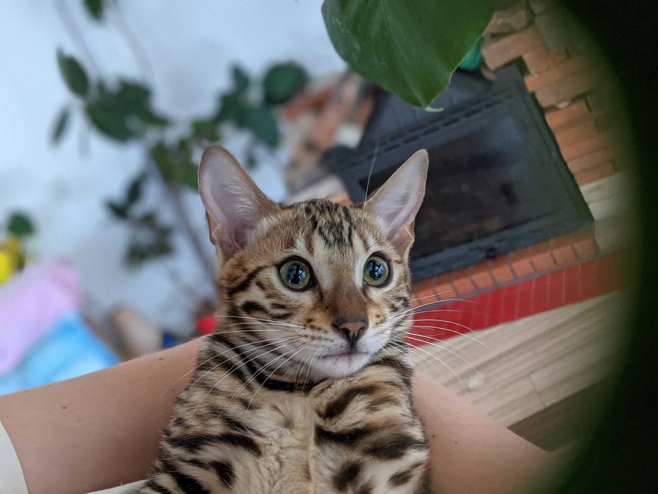 Бенгальска дівчинка