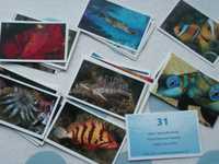 (149) cromos  Oceanmania