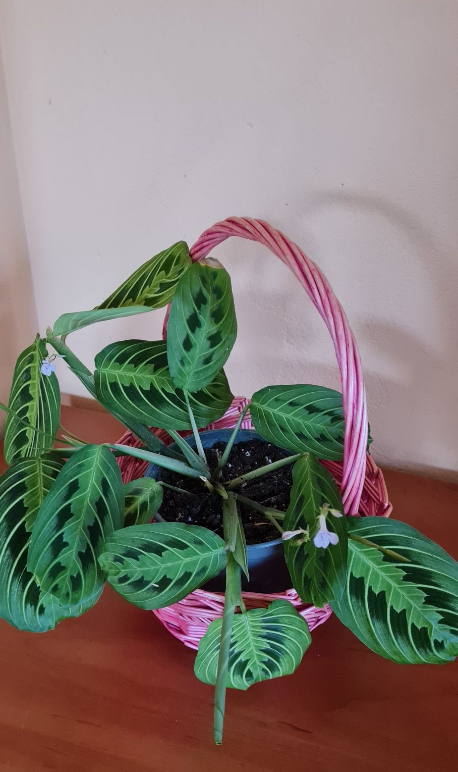 Maranta leuconeura w różowym koszyku +gratis