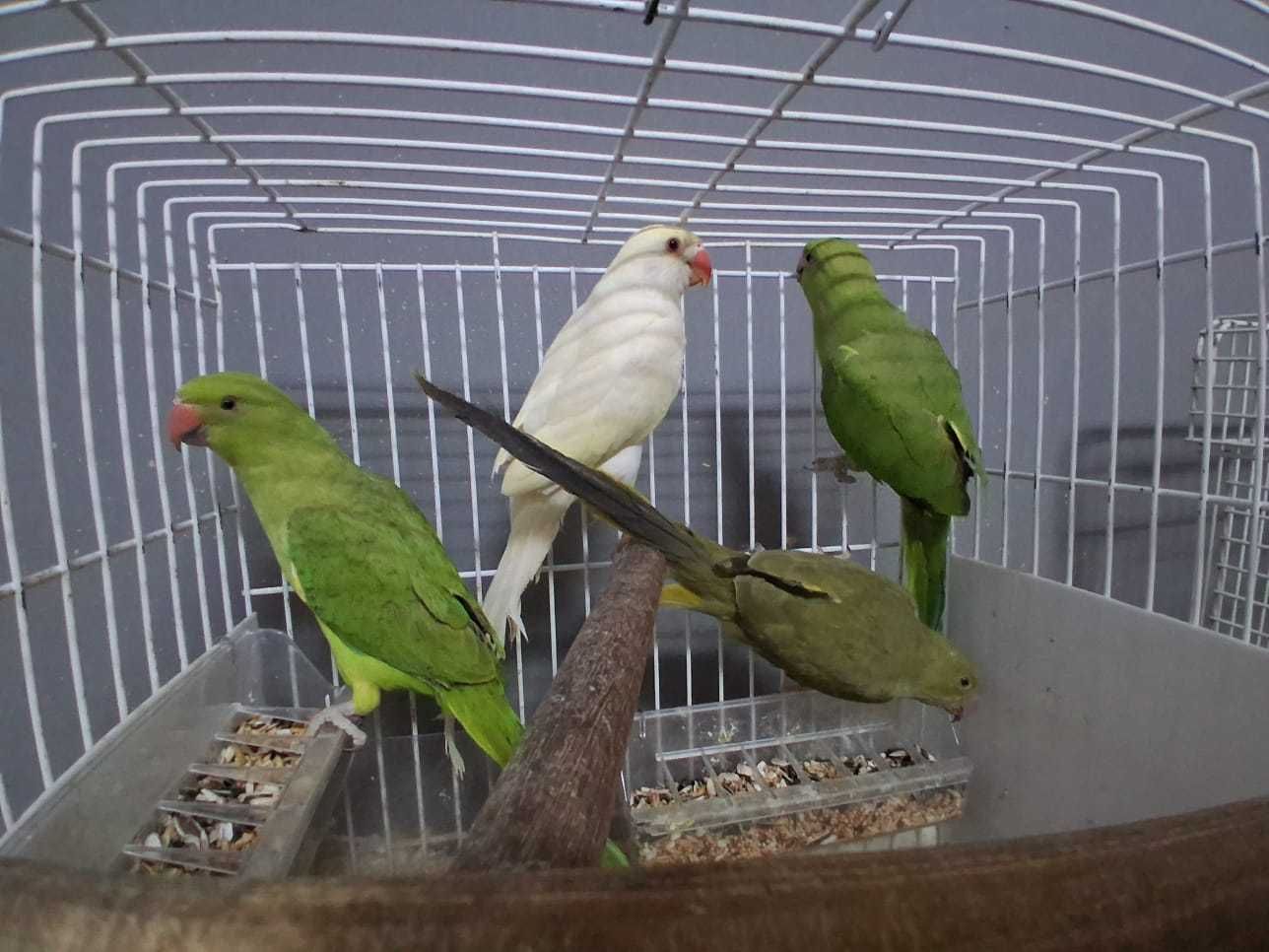 Ring necks e agapórnis
