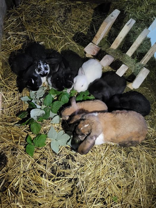 Młode Króliki Barany francuskie