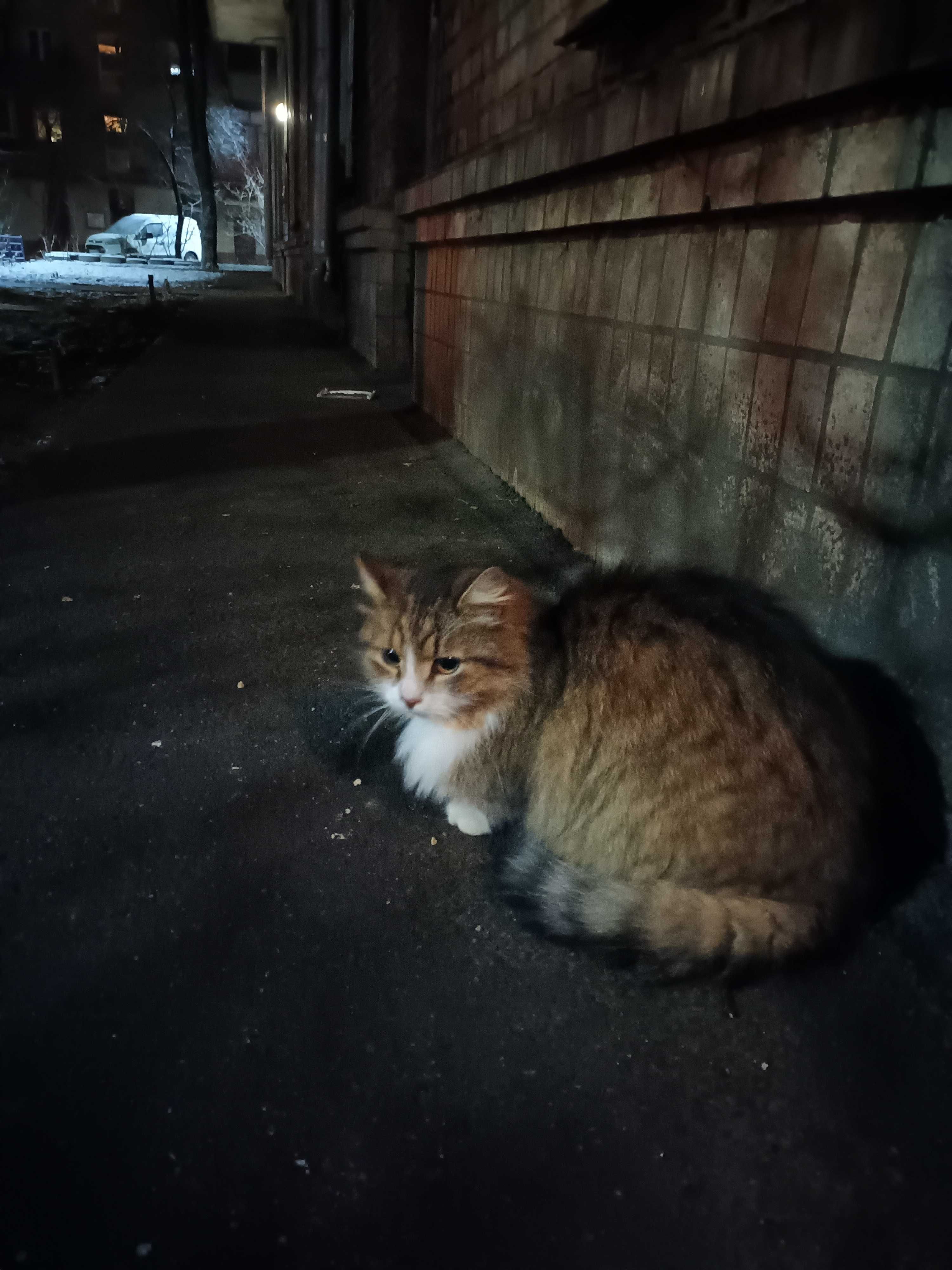 Котик добрим відповідальним людям
