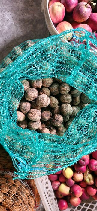 Orzechy włoskie tegoroczne