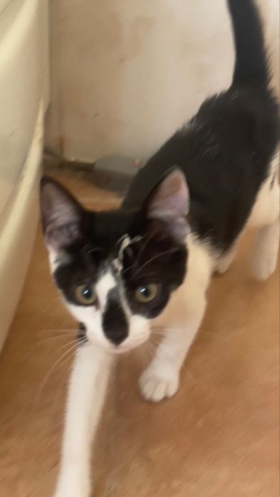 Muito Urgente !! Gatinhos para dar