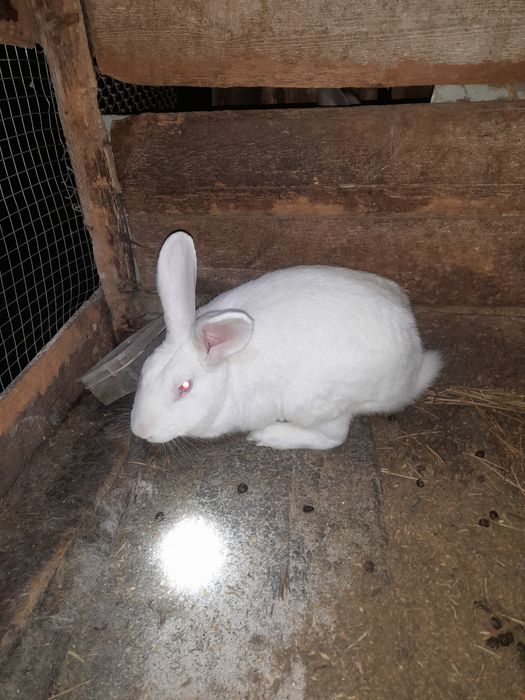Продам  кроликів