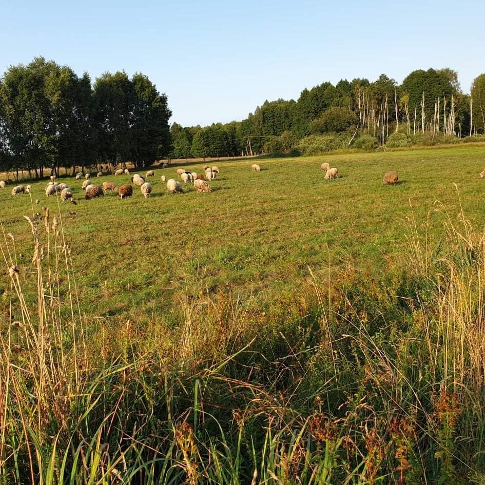 Sprzedam mlode baranki i owieczki