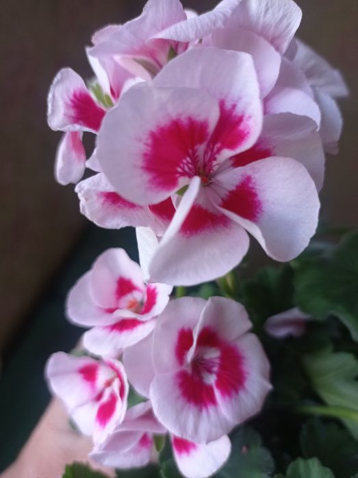 Пеларгония, герань, свежесрез