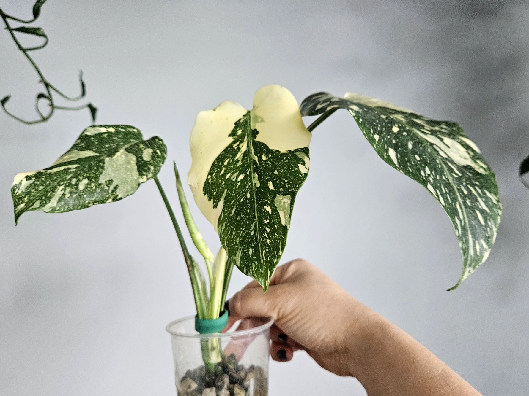 Monstera variegata varie thai mutation noid