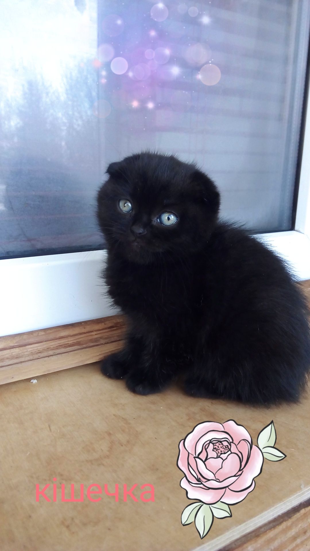 Шотландські висловухі сірий кіт і чорна кішка.Два британських чорних к