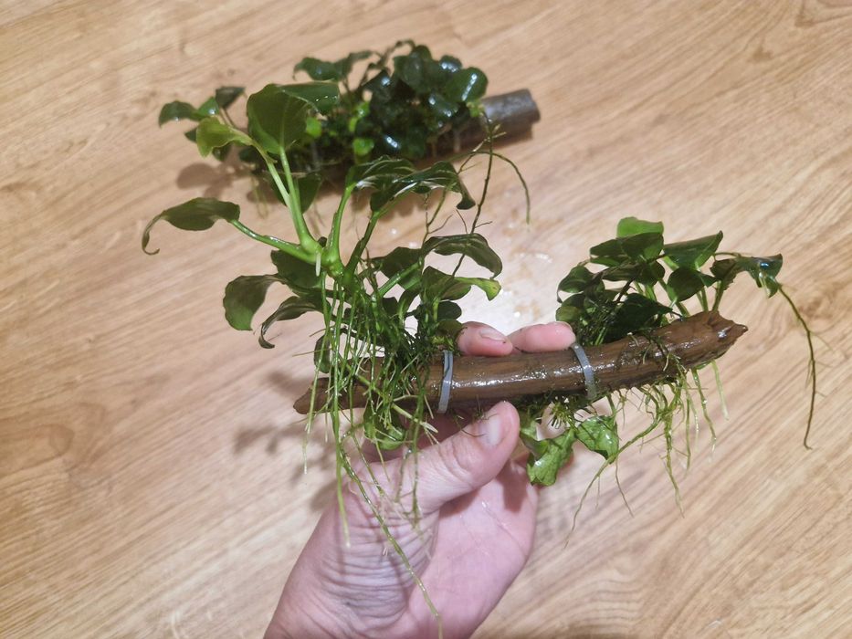 Anubias na kawałku drewna