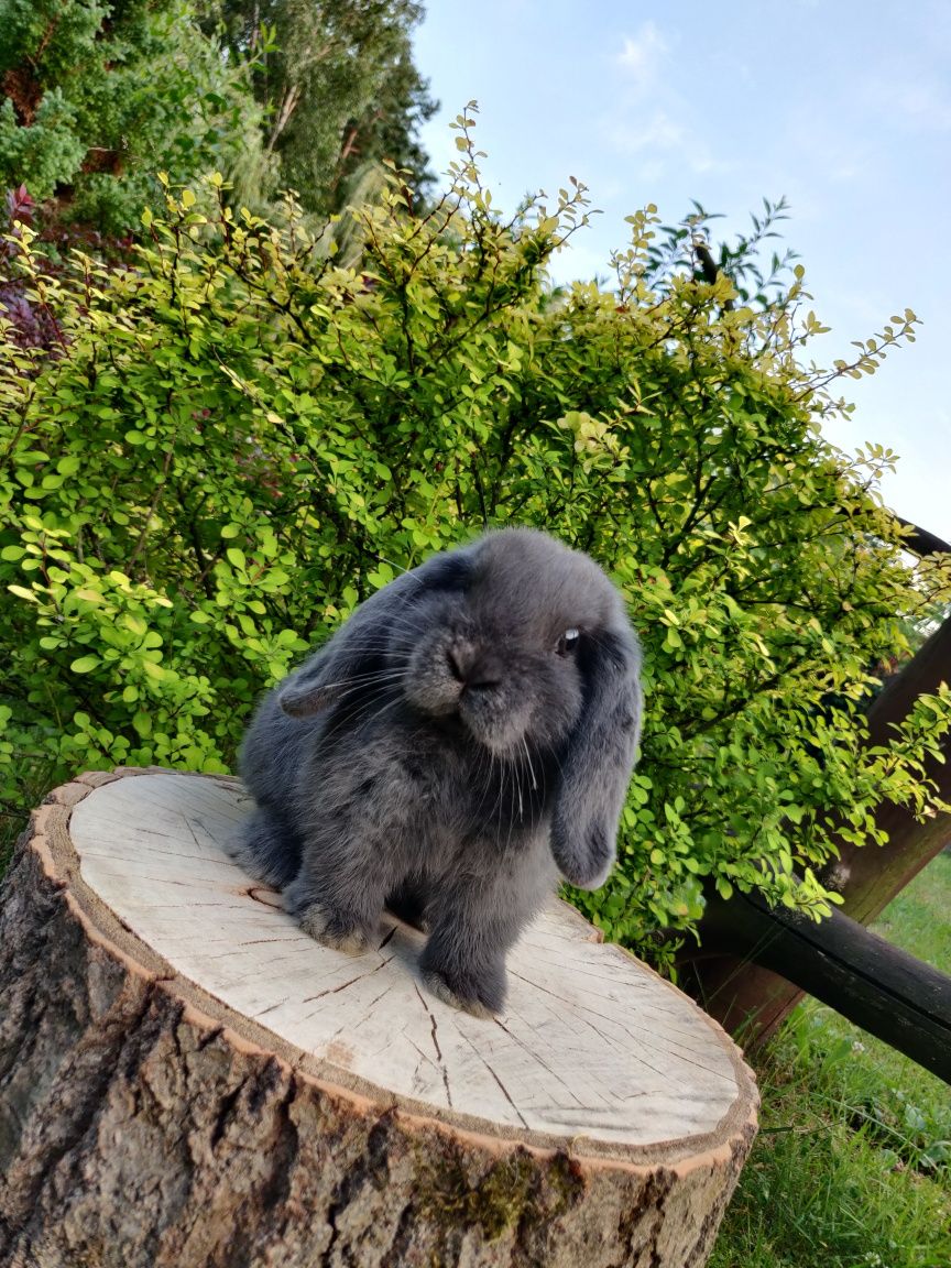 Króliczki Mini Lop. (Króliczki karzełki, miniaturki) Legalna hodowla.