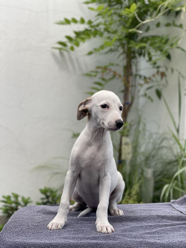 Whippet ZKwP dziewczynka super kolor Revirado FCI