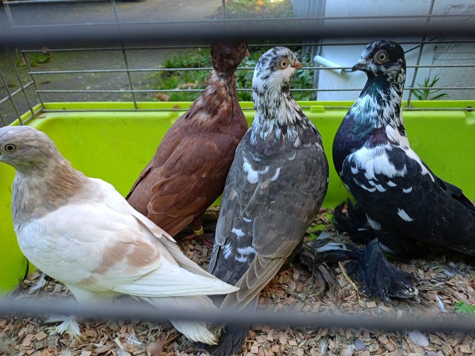 Sprzedam gołębie ozdobne