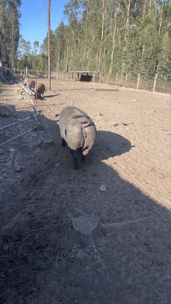 Vendo porcas gordas