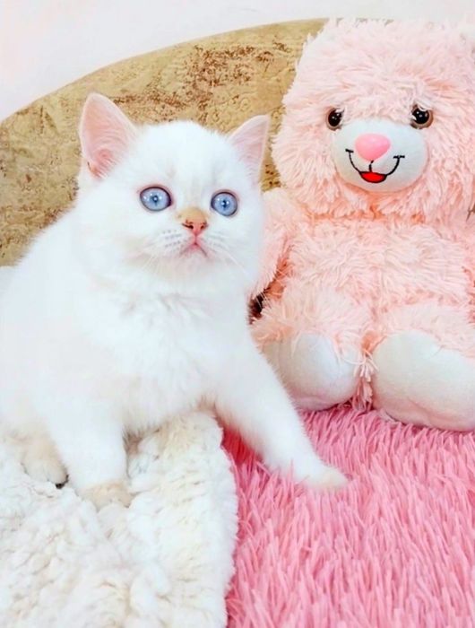 Лялькова дівчинка красунечка дорогоцінного окрасу