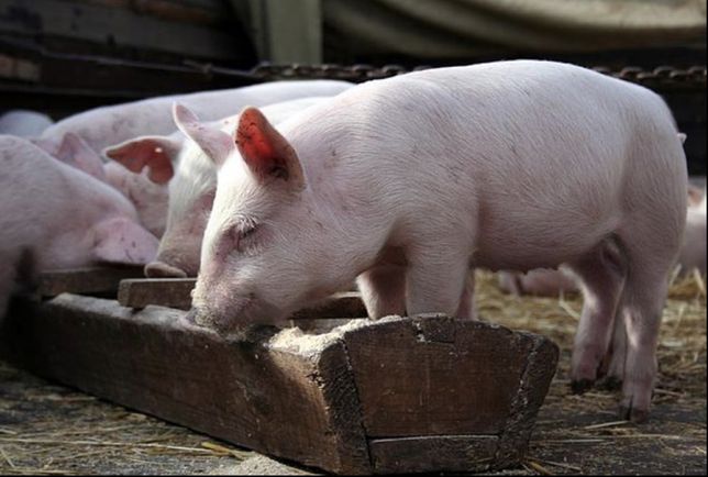 Продам свиней,живым весом