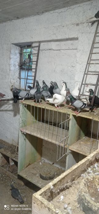 Gołębie pocztowe ładne kolory