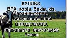 ВРХ, барани, кози, телята, вимушений забій, цілодобово