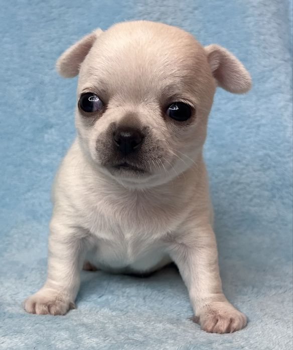 Chihuahua Macho Pelo Curto