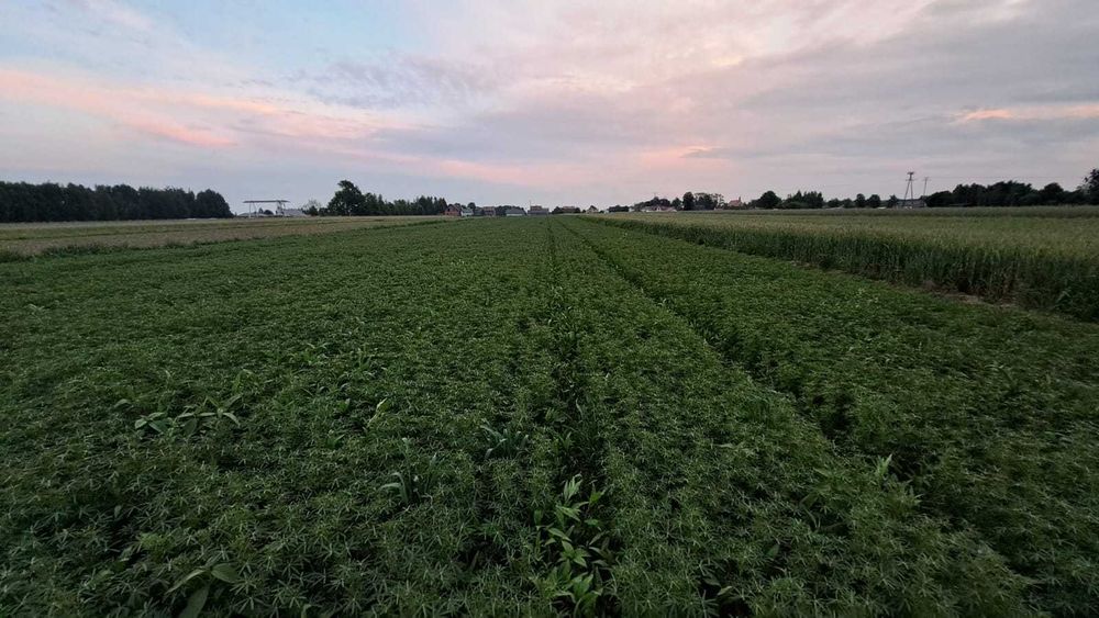 Nasiona, śruta, karma naturalna dla drobiu