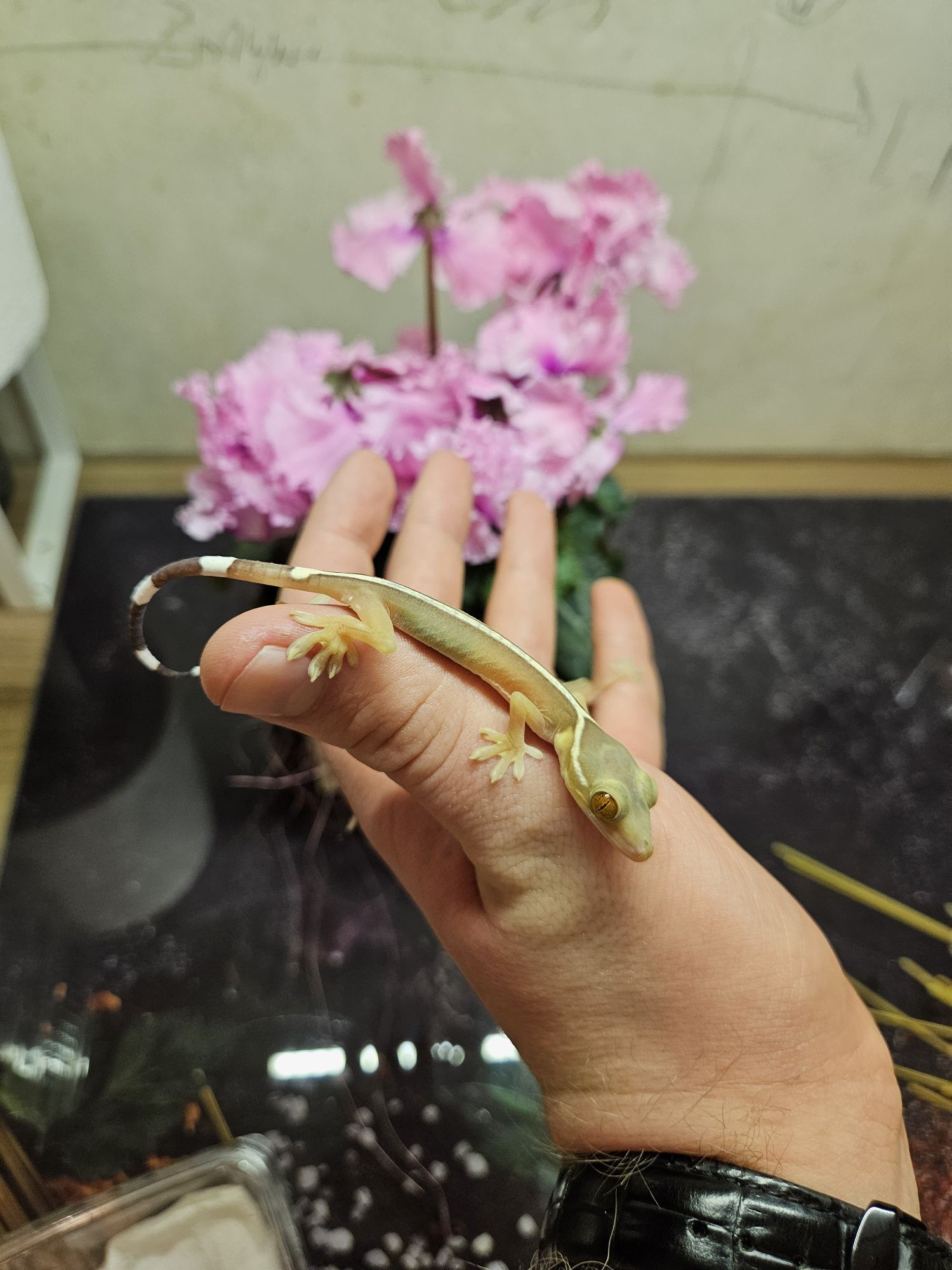 Gekon czekoladowy - gekko vittatus. Maluchy