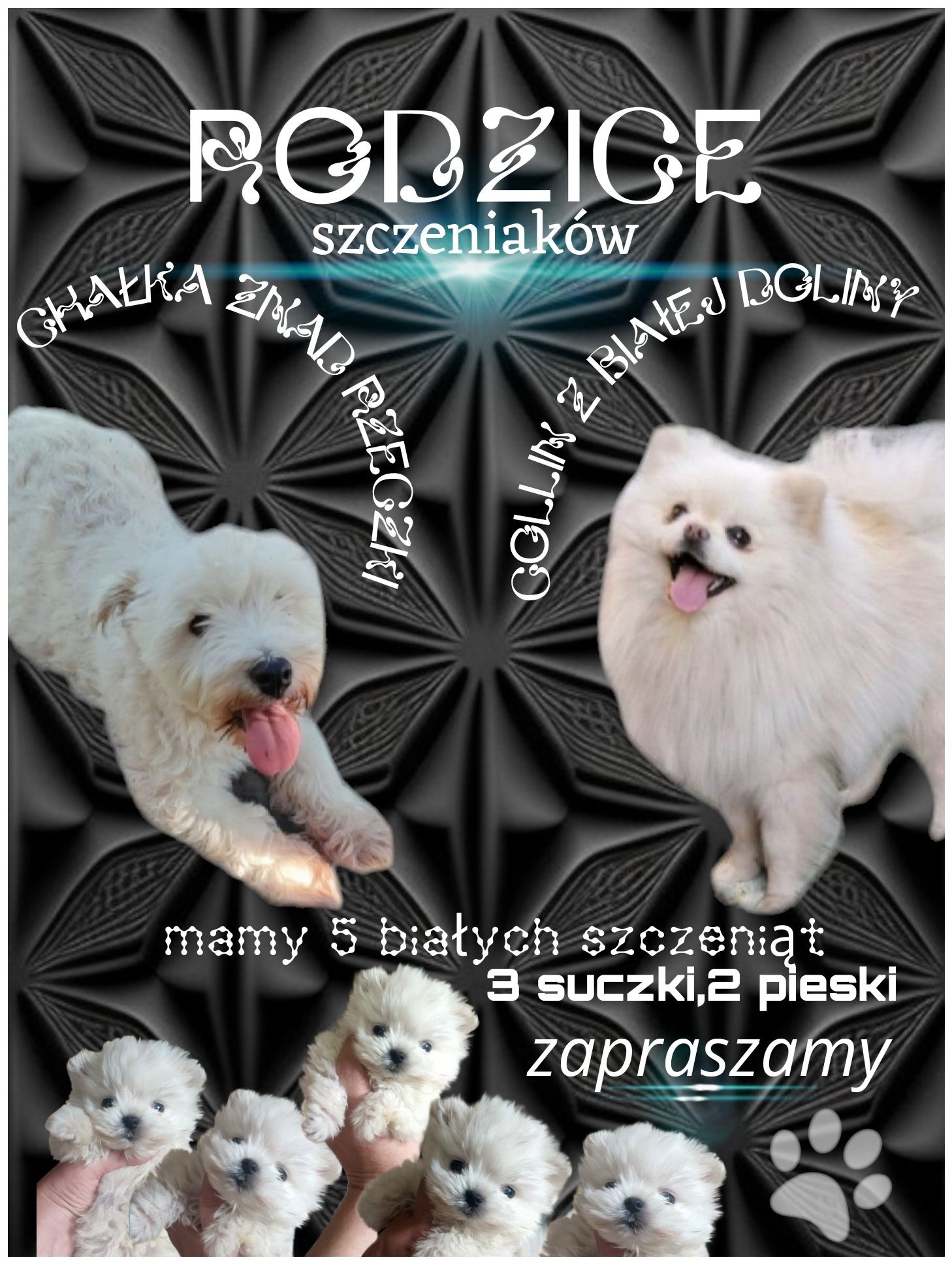 Biała suczka mini Westie-pom szczeniak pomeranian /west hybryda ras