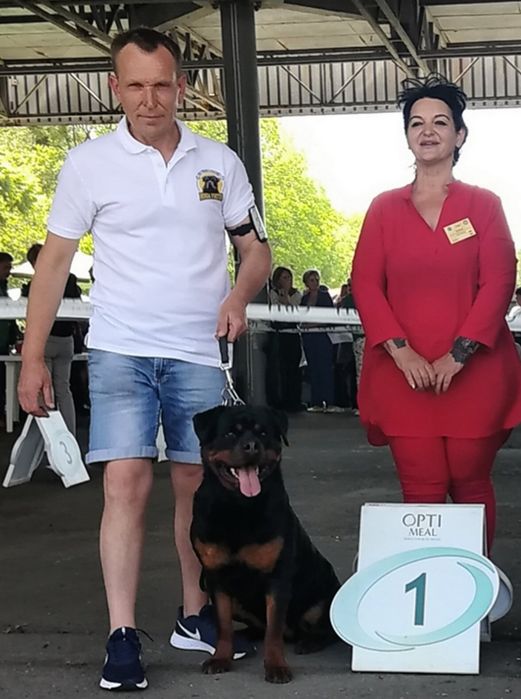 Під виставки та розведення.