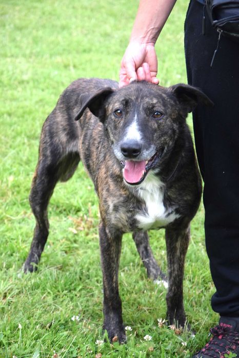 Piękny, łagodny, grzeczny, kochany, porzucony piesek czeka na dom