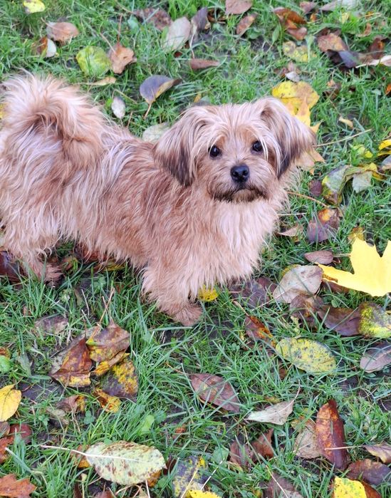 KOKA 5 kg sunia mix yorka,adopcja.