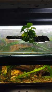 Anubia Nana planta de aquário