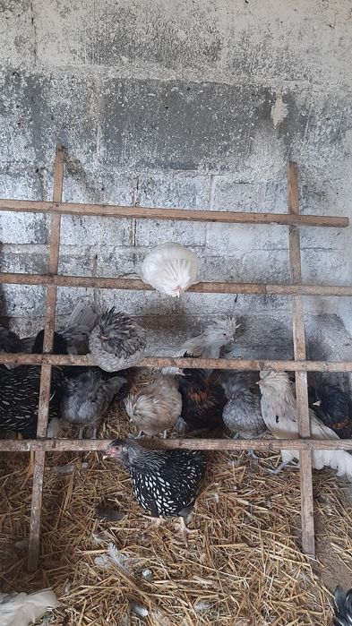 Czubatki padewskie cztery kolory (KOGUTY)