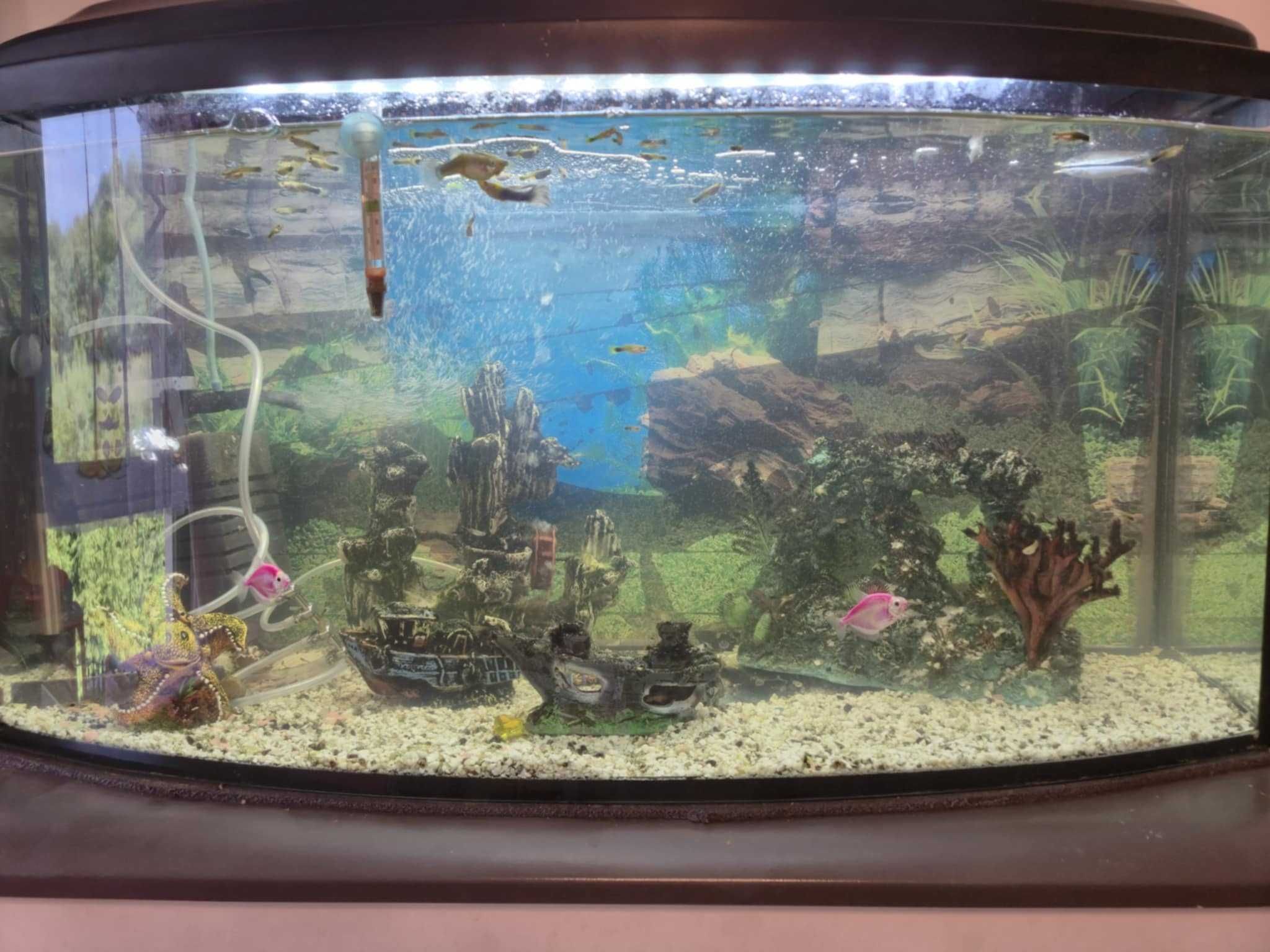 Akwarium żywe, panoramiczne, 100l, ponad 50 rybek z pełnym osprzętem.