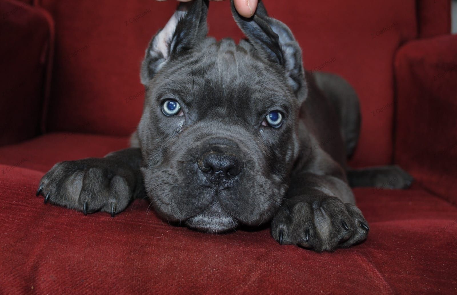 Cane Corso Suczka Wzorowa