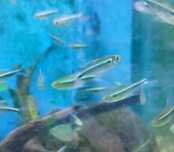 Tetra Neon Negros