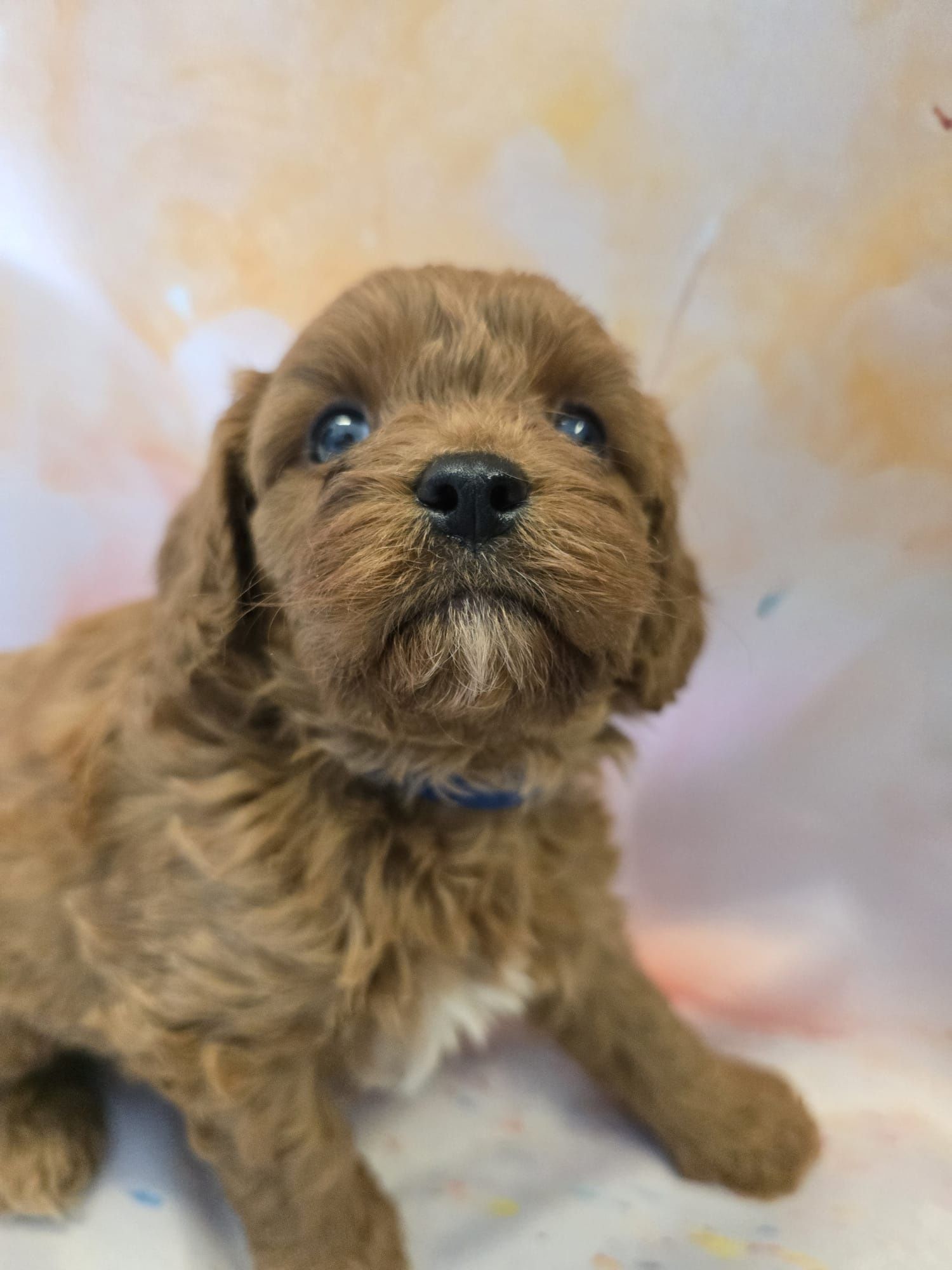 Cavapoo chłopiec cackapoo /maltipoo