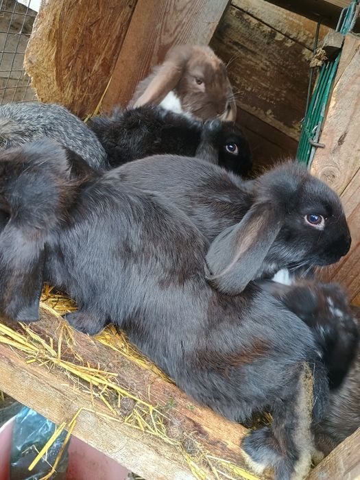 Króliki barany francuskie