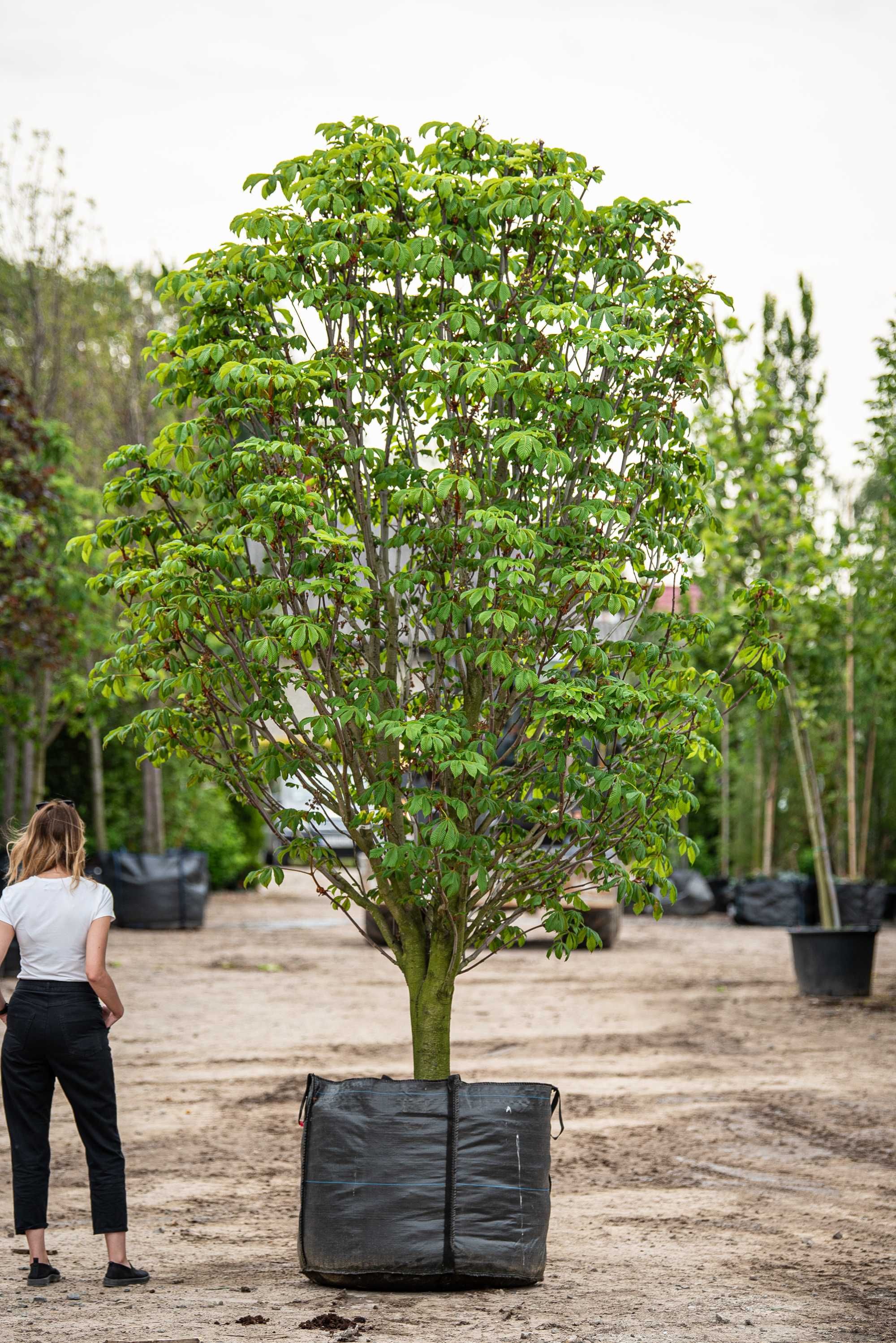 kasztanowiec biały 'Pyramidalis'/ Aesculus hippocastanum 'Pyramidalis'