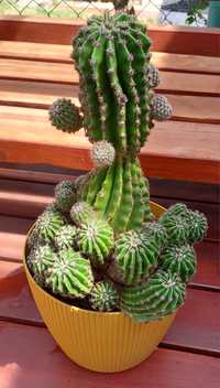 Echinopsis tubiflora kaktus