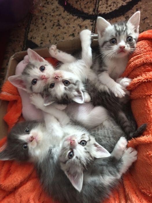 Кошенята безкоштовно