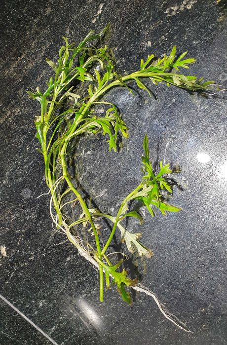 Hygrophila difformis- sprzedam z wycinki DUŻO