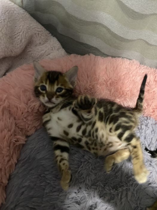 Бронь шикарных бенгальских котят