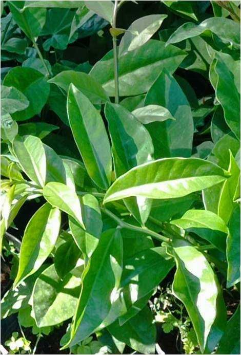 Ora-Pro-Nóbis  (Pereskia Aculeata)