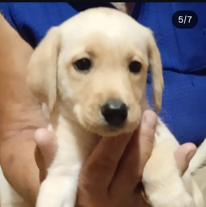 Щенки лабрадора ретривера