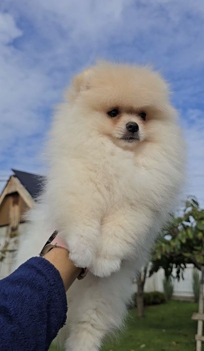 Супер ведмедики.