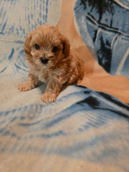 Maltipoo szczeniak