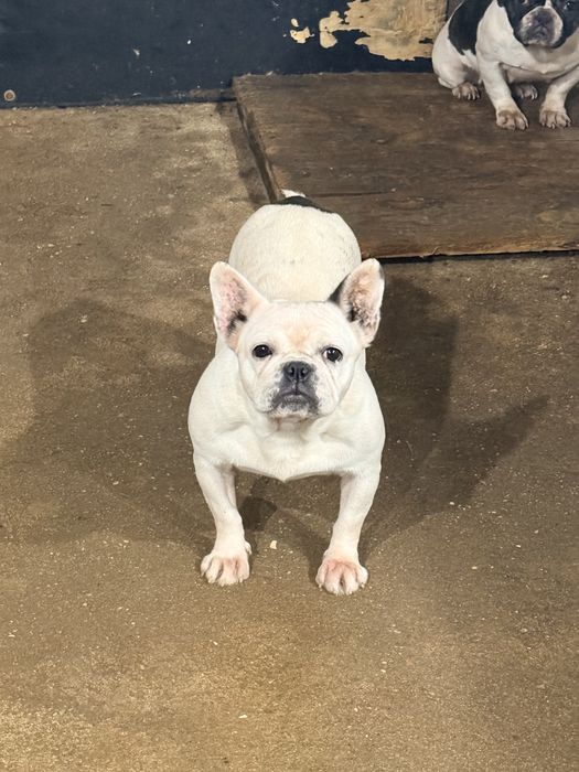 Buldogue Frances Femea