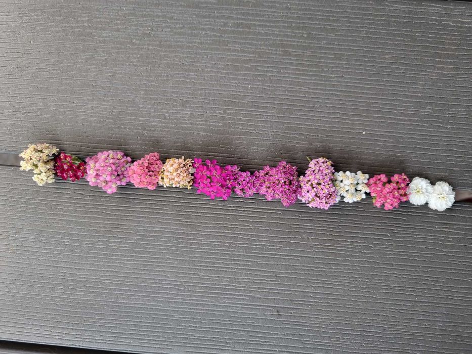 Деревій тысячелистник саженцы неприхотливых