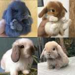 KIT Coelhos anões mini Lop (orelhudos) muito dóceis