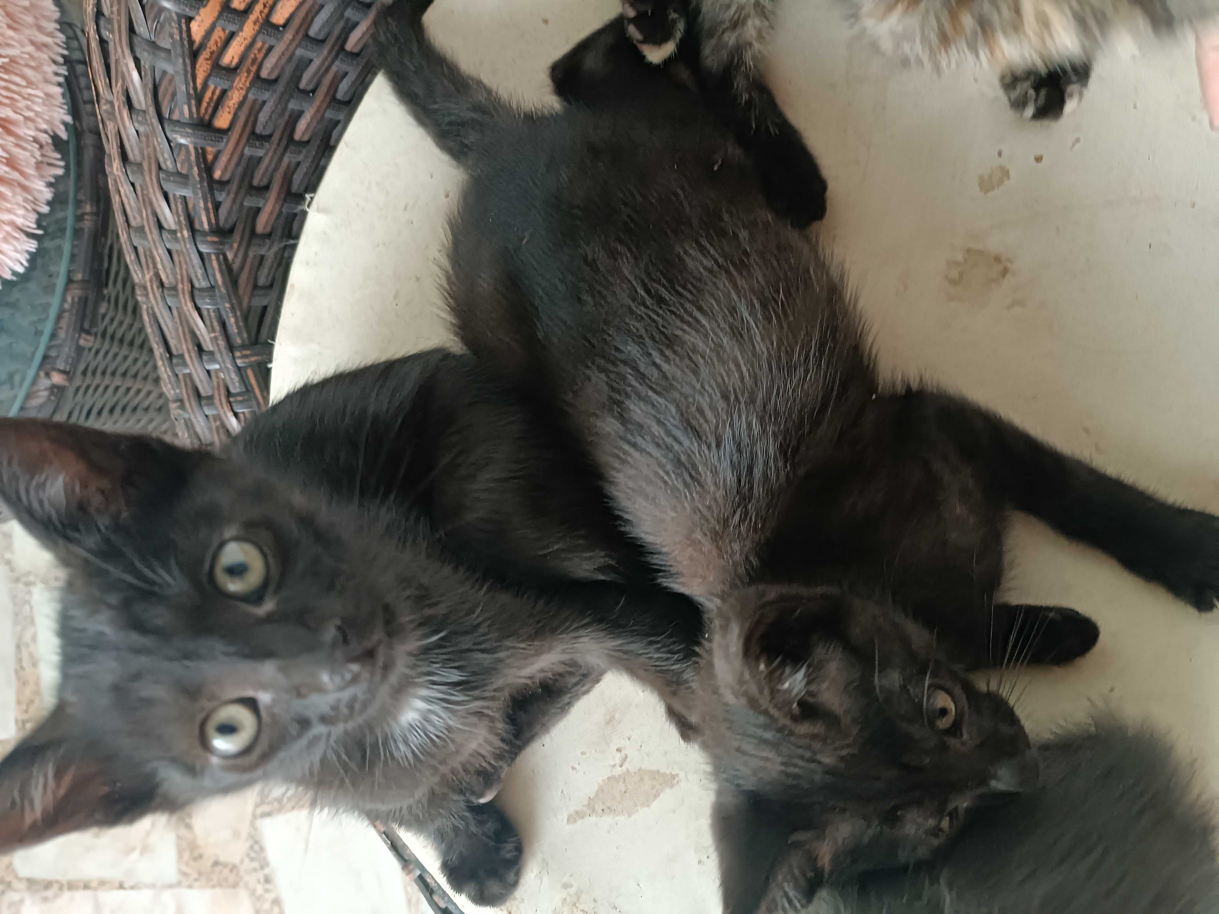 Dá se gatinhos bebés