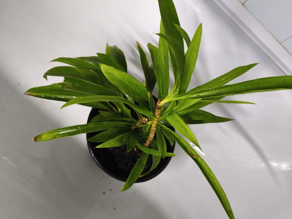 Юкка на обмін, доволі велика